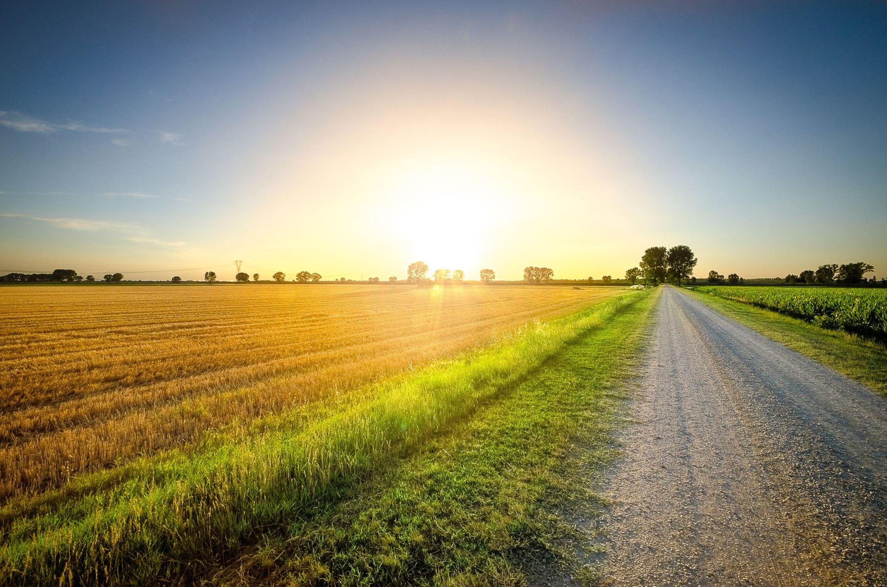 Looking down a dirt road with a wheat field on the left side, the sun is beginning to set