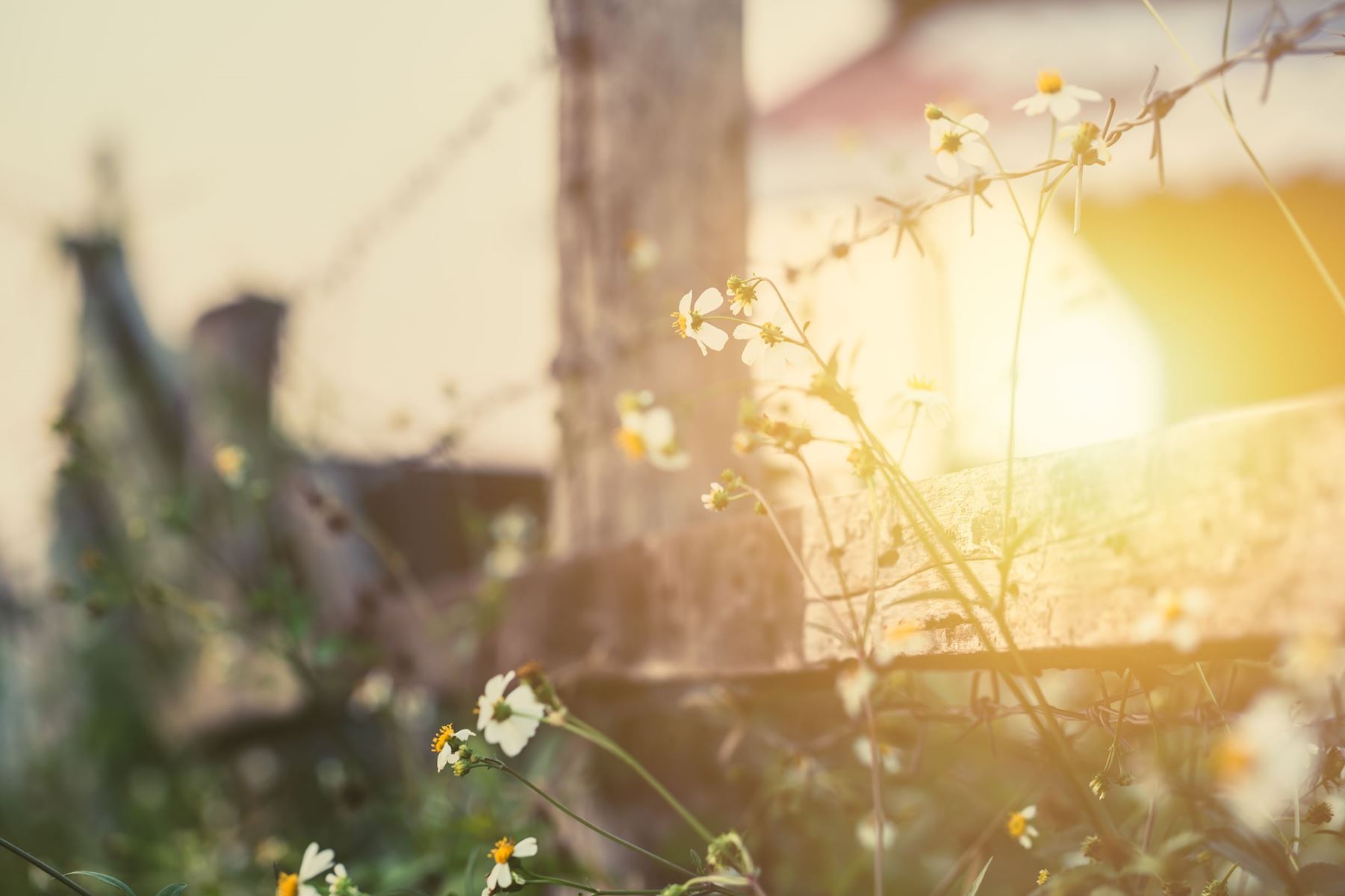 Close up of a prairie flower with a barbed-wire fence and a sunset in the background