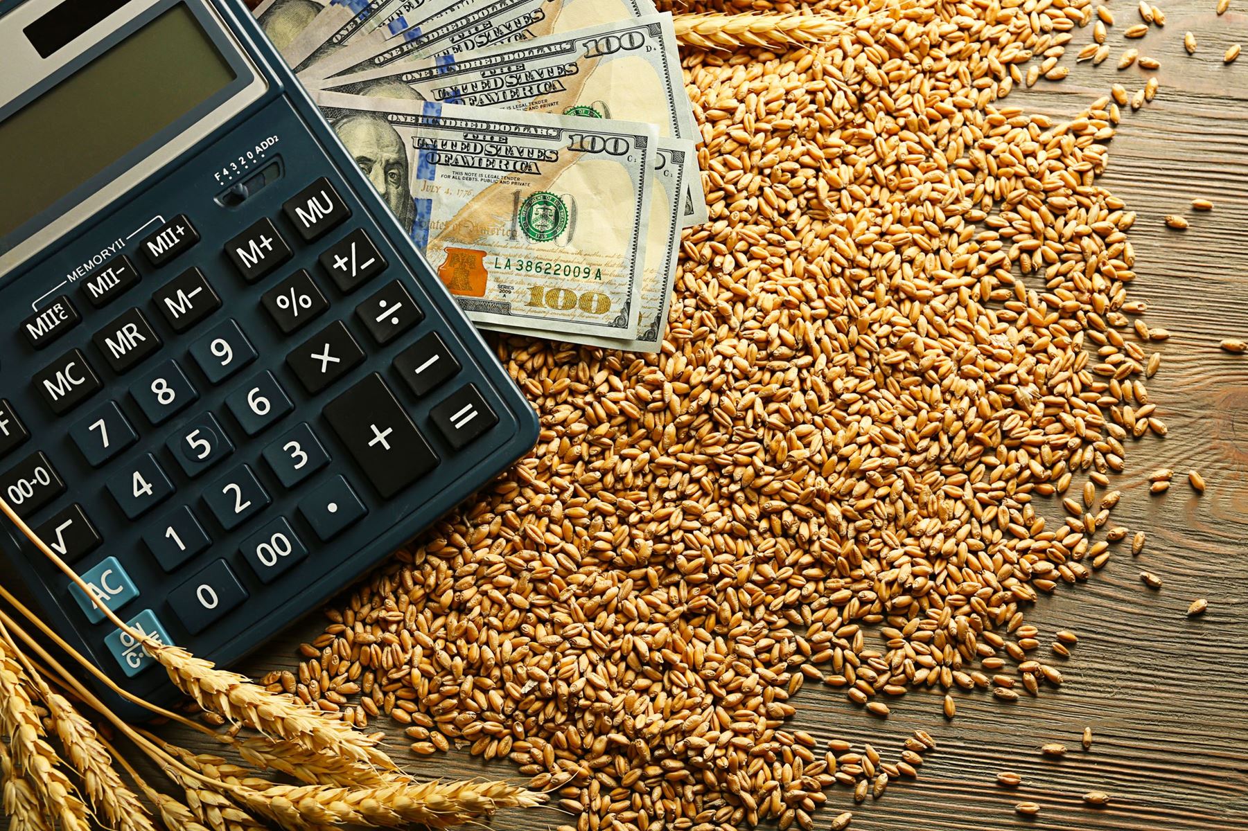 Calculator, 100 dollar bills and wheat on a table